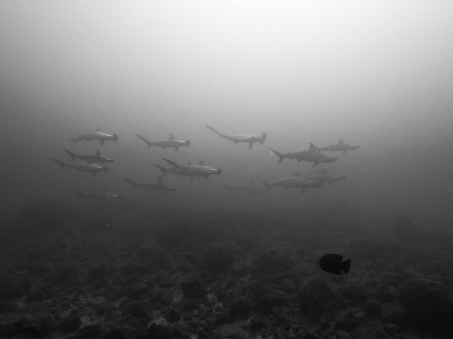 Escuela de tiburones martillo
