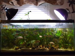 My Fish Tank (s)