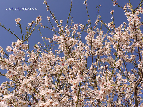 primavera màgica!!!! by Car Coromina