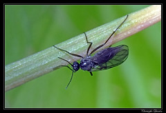 Diptera/Sciaridae