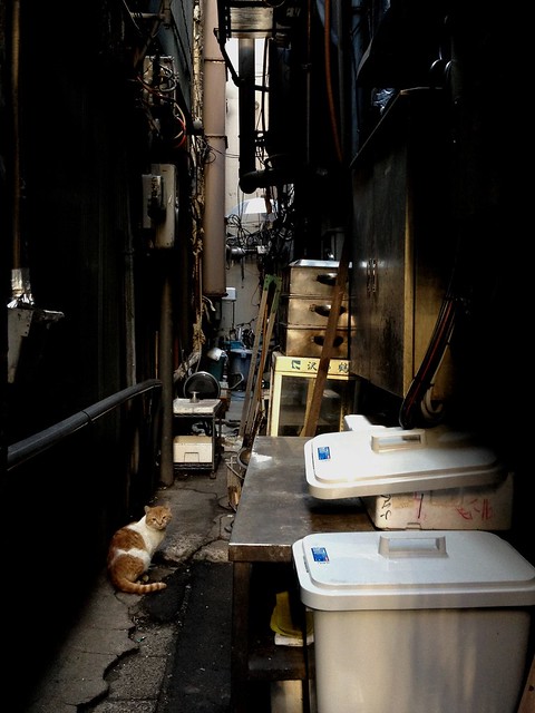 歌舞伎町の猫 -Kabukicho