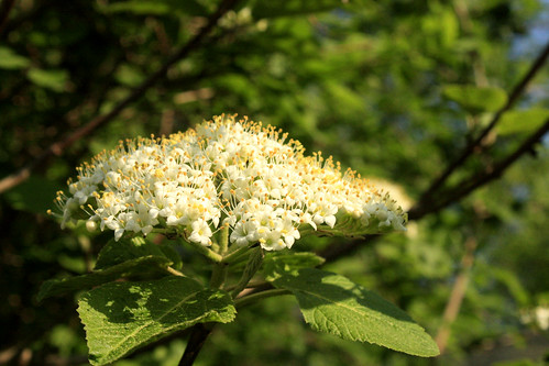 Flowering bush