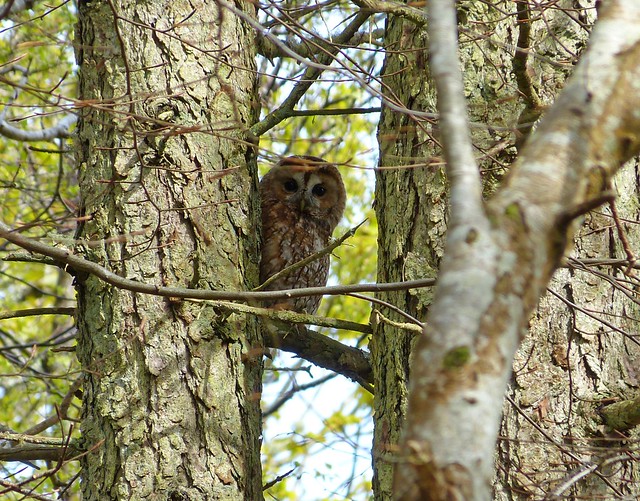 27033 - Tawny Owl, Quinish Woods, Mull