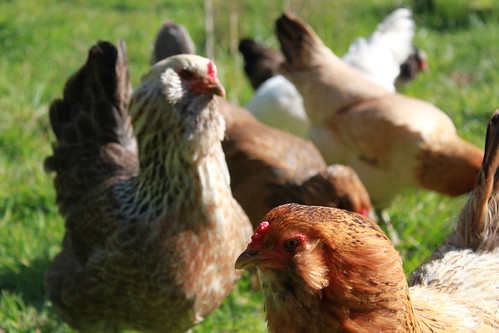 A flock of pastured chickens, some of whom have approached the camera to peer curiously