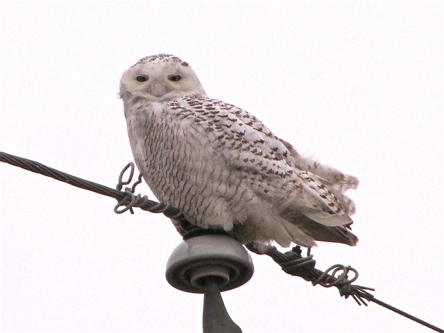 Snowy Owl near Lexington, IL 10