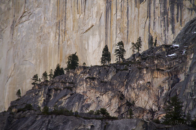 Yosemite Half Dome trees