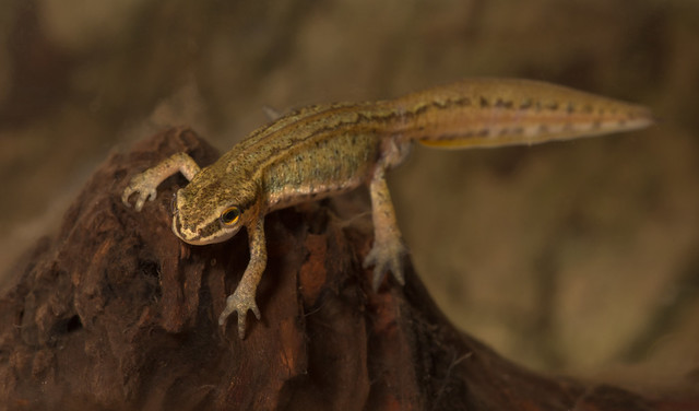 palmate newt from ed pond 2 100mm 5 edited