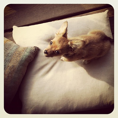 Porch Pillow Mabel #picoftheday