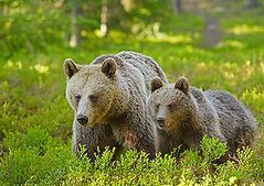 歐洲的棕熊。Brown bears in Europe (Photo courtesy European Wildlife)