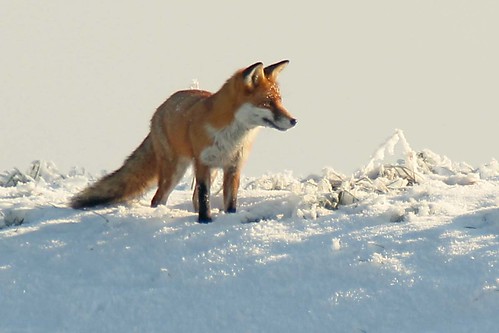 fox 11 02 12