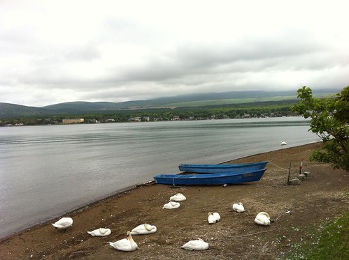 Swans at Lake Yamanaka 山中湖の白鳥達