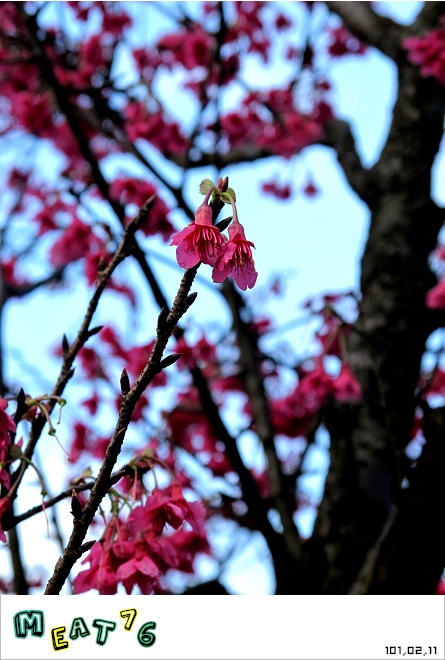 【遊記】陽明山國家公園｜櫻花乍現在粉紅意境的花花世界04