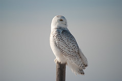 Snowy Owl - IMG9778