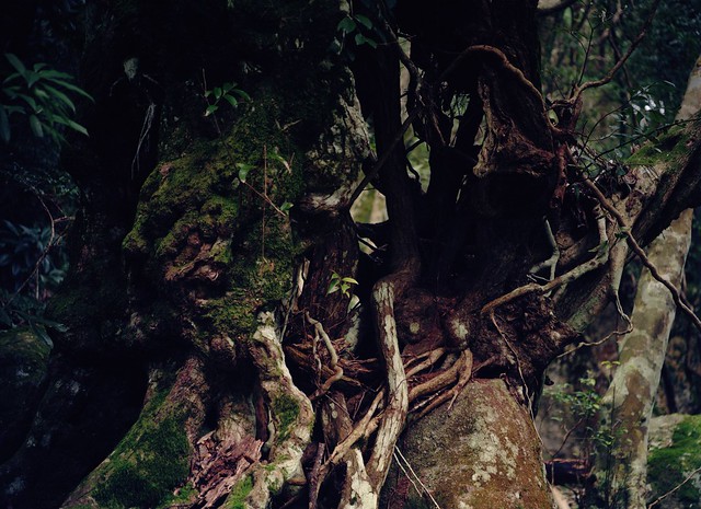 Aged tree of the forest
