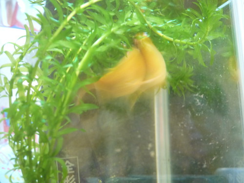 金魚の産卵