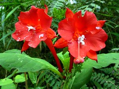 Onagraceae of Ecuador