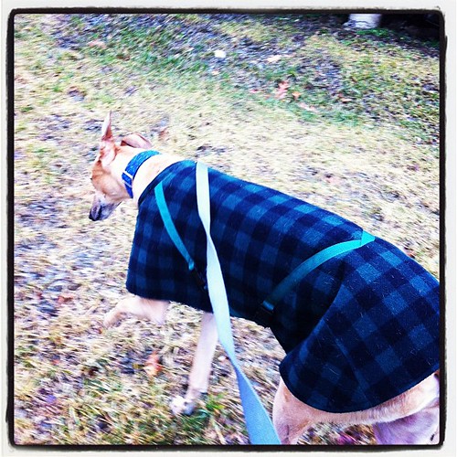 1:30 pm. Rare mid-day walk for Odie.