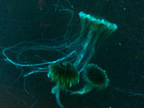 Sealife Aquarium 2-25-2012