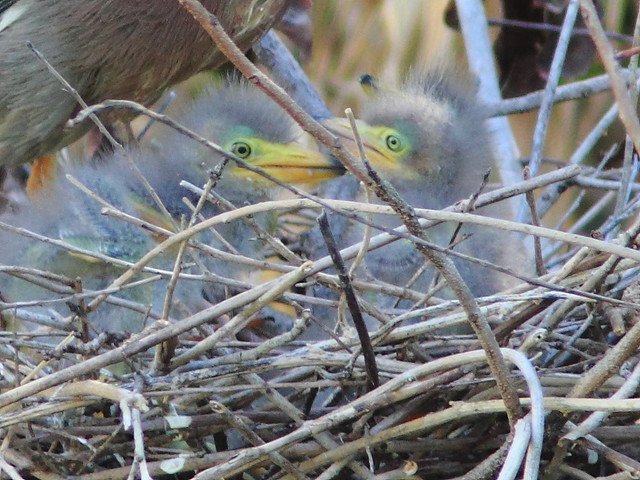 Green Heron chicks close-up 20120415