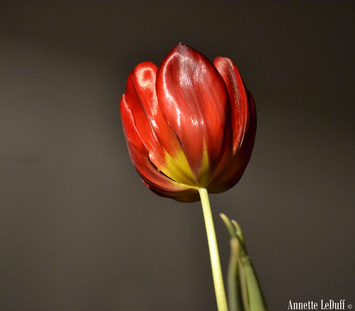 Tulip - Explored
