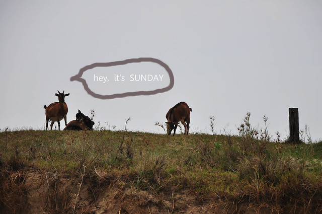 阿羊：我们爱星期天