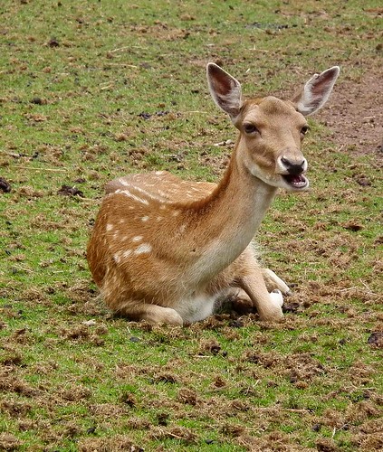 Bambie   (Fallow Deer)  (Explored)