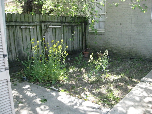 I had a garden for a while. Then people kept pissing in it on game days and washing out their paint brushes there and walking in it and their cats all took craps there, etc. No more garden.