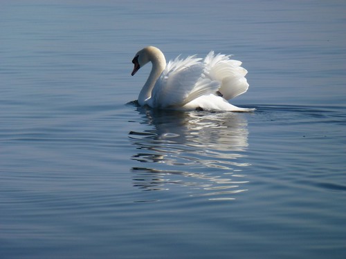 SábadoAnimal-Cisne branco by Alga-atlântica