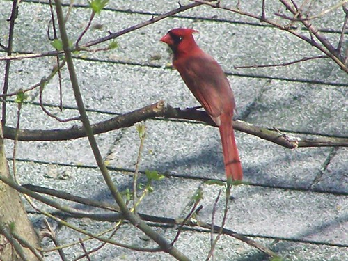 cardinal by Emilyannamarie