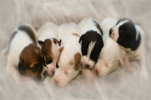jack russell pups by gruntpig