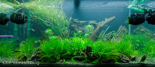 50G - Two Weeks After Rescape