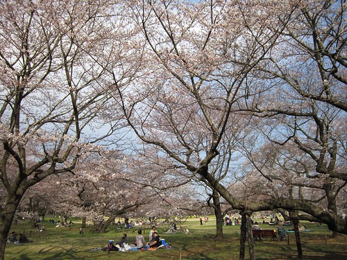 桜の園　2012年4月9日 by Poran111