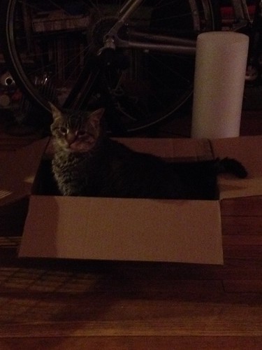 Parker in a box