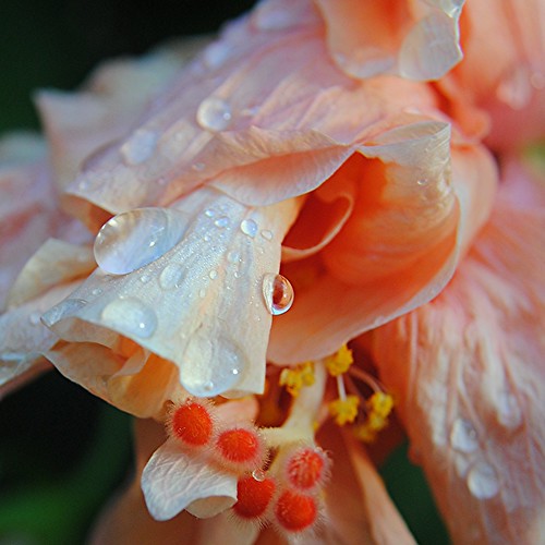 Rain drops hang from delicate pale peach Hibiscus by jungle mama
