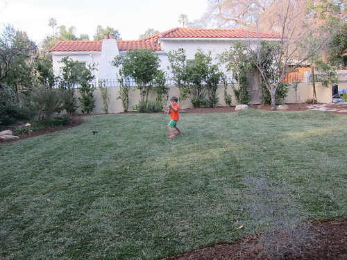 Finn enjoys the new lawn