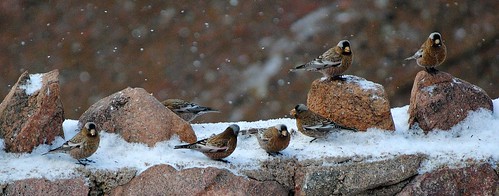gray crowned rosy finches, red rocks,co.