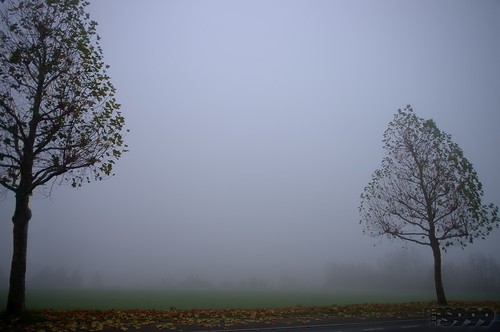 Autumnal Fog by fs999