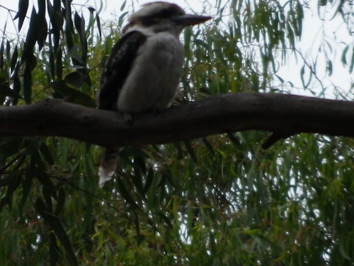 Kookaburra sits in the old gum tree