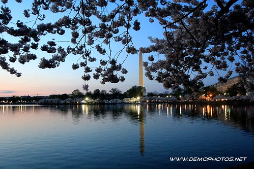 Cherry Blossoms at Night by DEMO PHOTOS by DeMond Younger