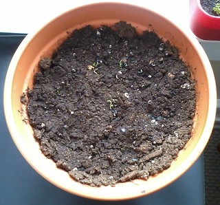 04-14-2012 Chives
