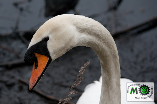 Photo ID 23 - mute swans, Newcastle, Rising sun country park by mattmuir.co.uk