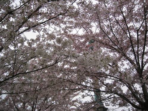 Japanske kirsebærtræer