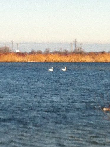 Swans at Wm. Powers 