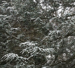 Snow on Evergreen by randubnick