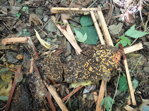 疑似遭黑熊破壞的蜂巢（台灣黑熊保育協會攝於去年七月台東縣海端鄉）