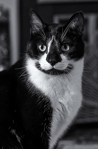 無料写真素材|動物|猫・ネコ|モノクロ