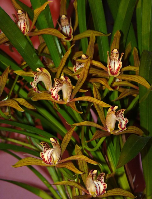 new acquisition 2-12, Cymbidium schroederi species orchid 4-12*