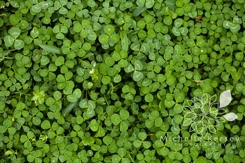 Clover patch... where are the 4 leaf clovers? 
