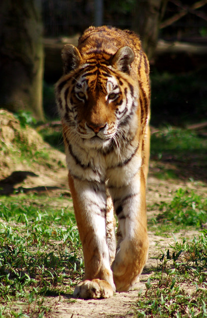 Tigre en approche