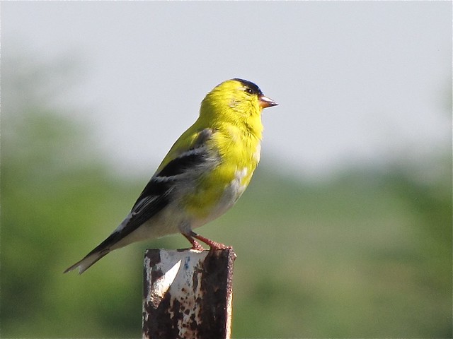 American Goldfinch at Prairie Ridge SNA 01